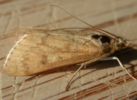 Garden Webworm